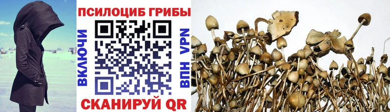 Галлюциногенные грибы Psilocybine cubensis  Челябинск 